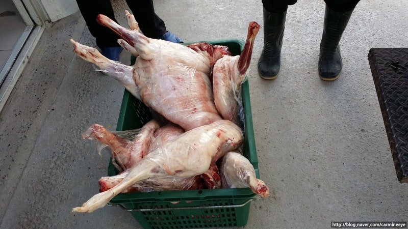 목사의 실체 (선한 목자는 양을 먹고 산다) 4번째 사진